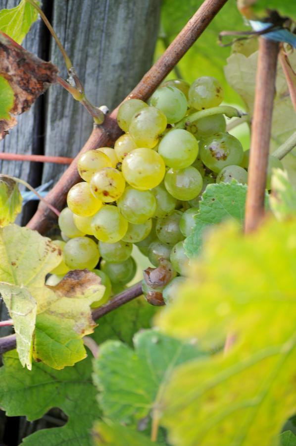 Gästehaus Wein im Turm Longuich Exterior foto